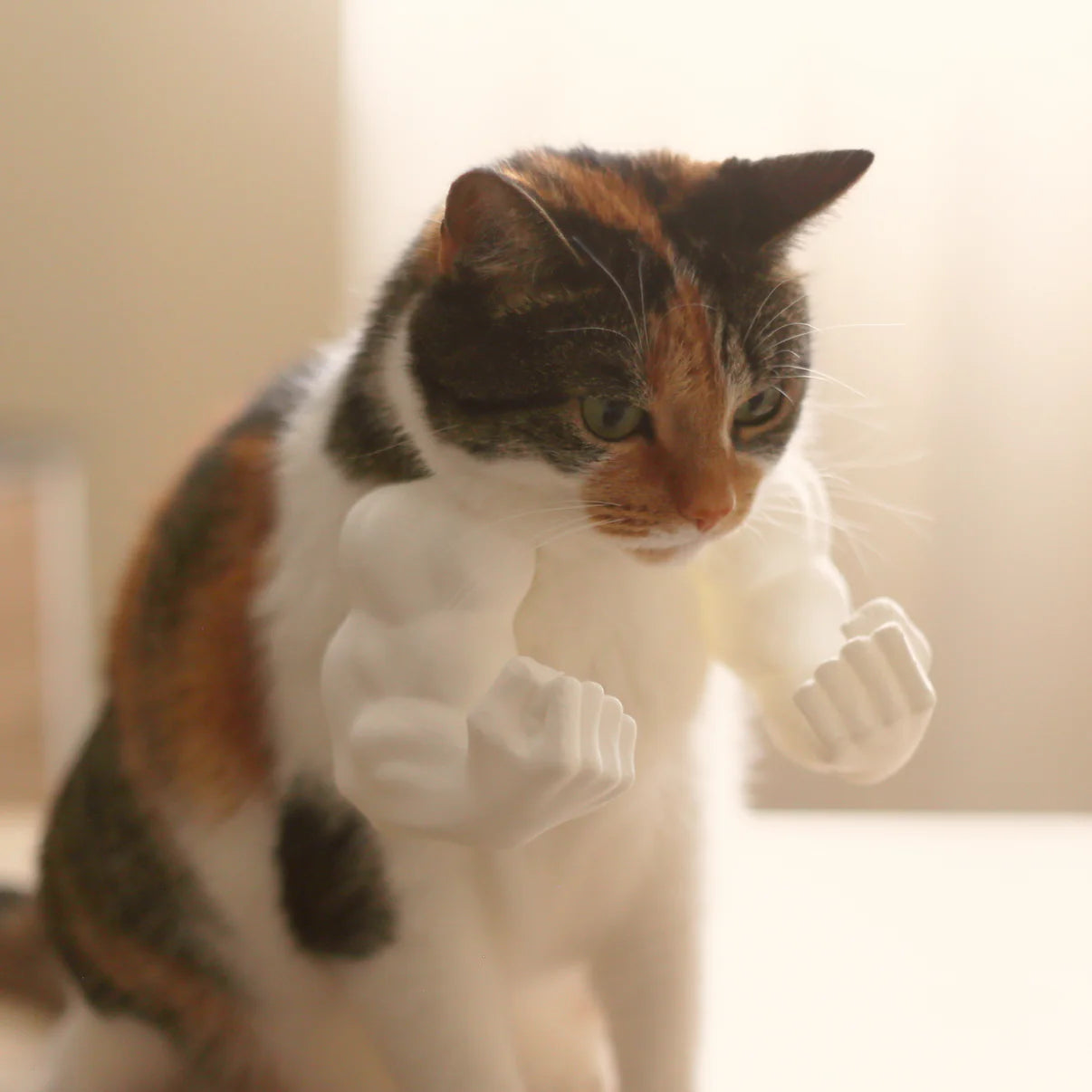 Muscular Arms for Cats