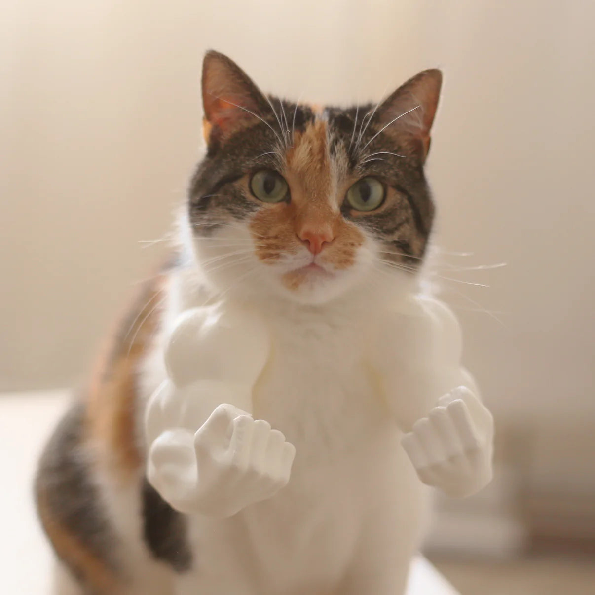 Muscular Arms for Cats