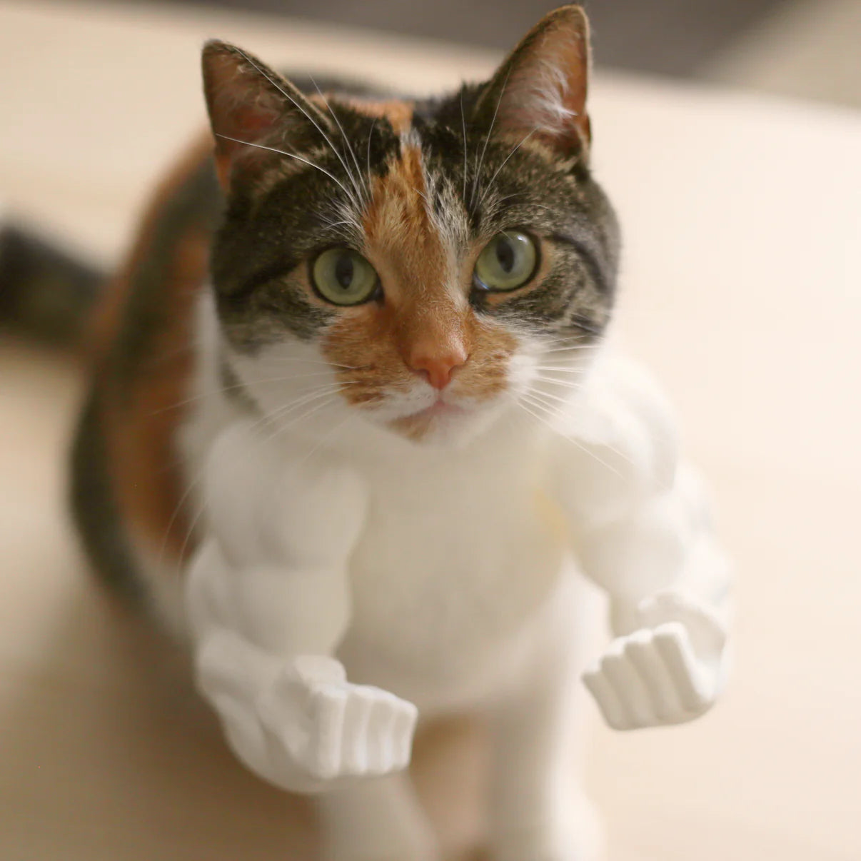 Muscular Arms for Cats