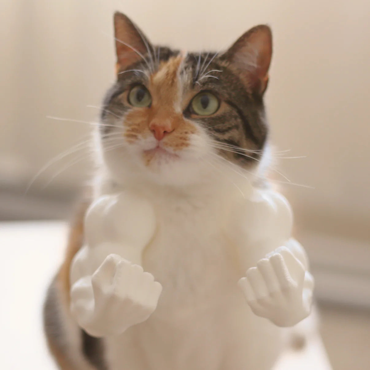 Muscular Arms for Cats
